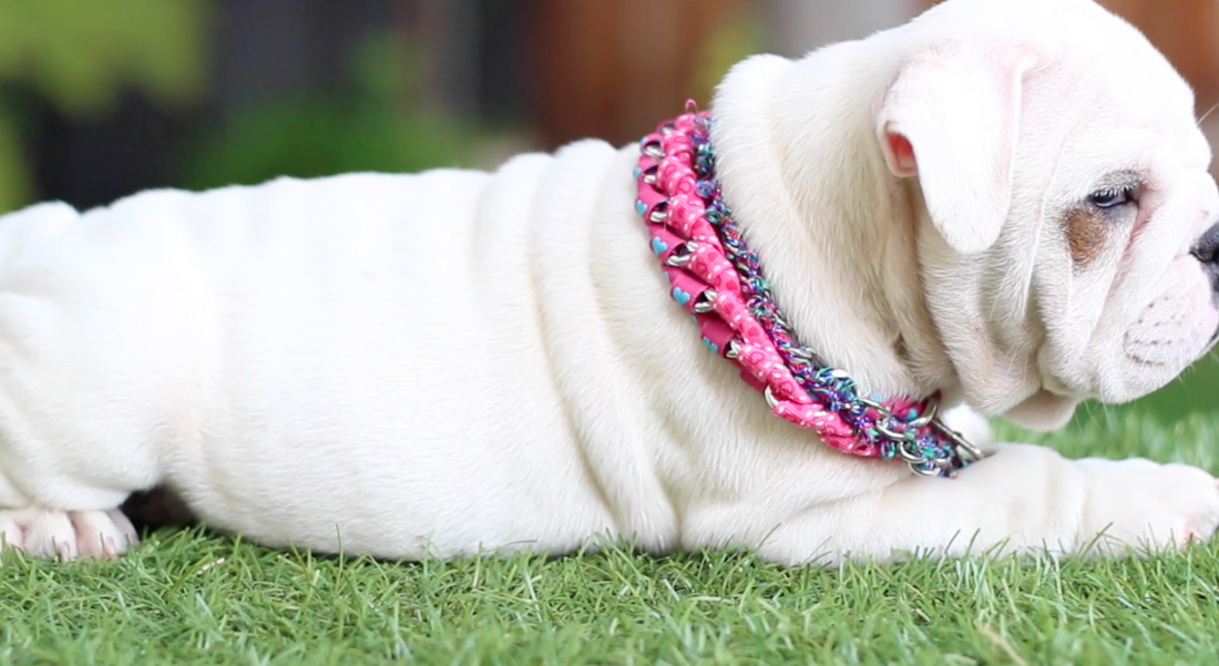 Decorative Dog Collar (DIY)