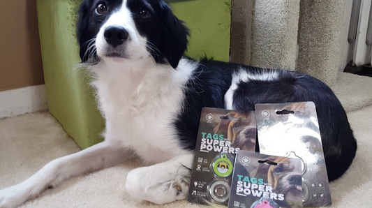 [REVIEW] Dog Tags With Superpowers